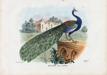 Indischer Pfau, 1863-79